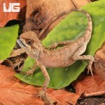ug_Brown_Pricklenape_4.jpg