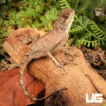 ug_Brown_Pricklenape_3.jpg