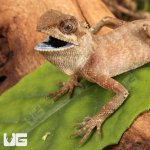 ug_Brown_Pricklenape_2.jpg