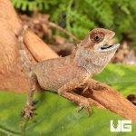 ug_Brown_Pricklenape_1.jpg