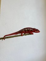 IMG-20250404-WA0007.jpg