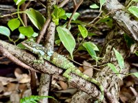 IMG_1089.jpeg