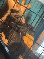IMG_2474.jpeg