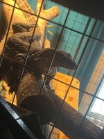 IMG_2473.jpeg