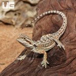 ug_Juvenile_Dunner_Bearded_Dragon_4.jpg
