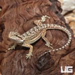 ug_Juvenile_Dunner_Bearded_Dragon_1.jpg
