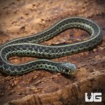 ug_new_Juvenile_florida_blue_garter_snake_4.jpg
