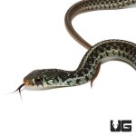 ug_new_Juvenile_florida_blue_garter_snake_3.jpg