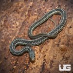 ug_new_Juvenile_florida_blue_garter_snake_2.jpg