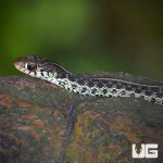 ug_new_Juvenile_florida_blue_garter_snake_1.jpg
