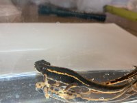 IMG_2082.jpeg