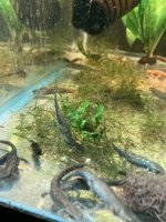 IMG_1971.jpeg