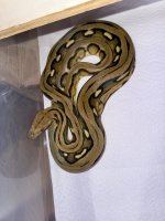 IMG_5447.jpeg
