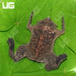 ug_pipa_pipa_toad_4.jpg