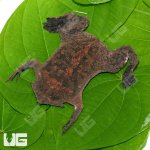 ug_pipa_pipa_toad_1.jpg