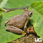 ug_Emerald_Eye_Tree_Frog_4.jpg