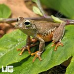 ug_Emerald_Eye_Tree_Frog_3.jpg
