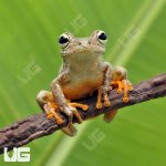 ug_Emerald_Eye_Tree_Frog_2.jpg