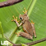 ug_Emerald_Eye_Tree_Frog_1.jpg