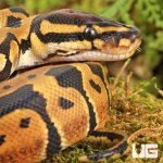ug_Baby_Dinker_Ball_Python_4.jpg