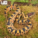 ug_Baby_Dinker_Ball_Python_3.jpg