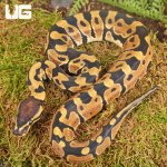 ug_Baby_Dinker_Ball_Python_2.jpg