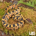 ug_Baby_Dinker_Ball_Python_1.jpg