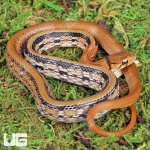 ug_baby_radiated_ratsnake_4.jpg