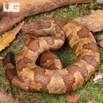 ug_Viper_Boa_4.jpg