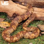 ug_Viper_Boa_3.jpg