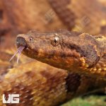 ug_Viper_Boa_2.jpg