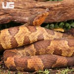 ug_Viper_Boa_1.jpg