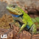 ug_Emerald_Swift_1.jpg