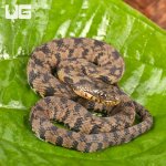 ug_Baby_Diamondback_Water_Snake_2.jpg