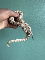 IMG_0208.jpeg