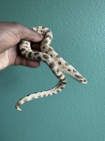 IMG_0207.jpeg