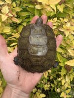 IMG_4311.jpeg