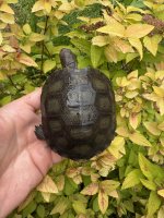 IMG_4313.jpeg
