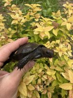 IMG_4315.jpeg