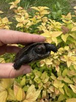 IMG_4318.jpeg
