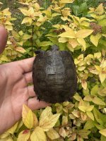 IMG_4317.jpeg