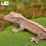 ug_Baby_Dalmatian_Lilly_White_Crested_Gecko_3.jpg