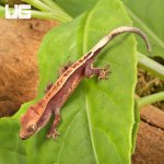 ug_Baby_Pinstripe_Dalmatian_Crested_Gecko_4.jpg