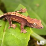 ug_Baby_Pinstripe_Dalmatian_Crested_Gecko_3.jpg