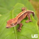 ug_Baby_Pinstripe_Dalmatian_Crested_Gecko_2.jpg