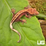 ug_Baby_Pinstripe_Dalmatian_Crested_Gecko_1.jpg