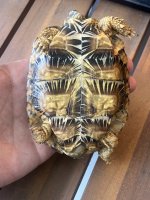 IMG_7375.jpeg