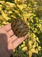 IMG_4376.jpeg