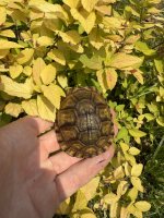 IMG_4379.jpeg