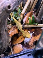 IMG_0271.jpeg